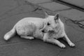 Homeless dog on the road. Black and white photo of abandoned dog on the street. Royalty Free Stock Photo