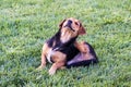 A homeless dog scratching his ear in a city park Royalty Free Stock Photo