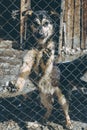 Homeless dog shelter Royalty Free Stock Photo