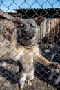 Homeless dog shelter Royalty Free Stock Photo