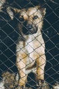 Homeless dog shelter Royalty Free Stock Photo