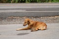 Homeless dog, sickly and hungry Royalty Free Stock Photo