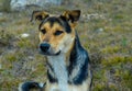 A homeless dog sits on the yellowed autumn grass. She looks a little to the side