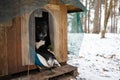 Homeless dog sitting inside dog house. Winter, snow. Shaky and hungry dog from the cold in the forest.