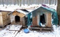 Homeless dog sitting inside dog house. Winter, snow. Shaky and hungry dog from the cold in the forest.