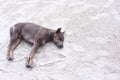 Homeless dog sleeping on the beach sand background Royalty Free Stock Photo