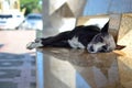 Homeless dog sleeping Royalty Free Stock Photo