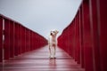 Homeless dog standing on red wood bridge and looking fot future