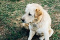 Homeless dog, Stray dog, Vagrant dog sitting outside watching staring at camera. Royalty Free Stock Photo