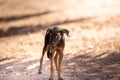 Homeless dog,Stray dog,Vagrant dog in Thailand,Stray dog look forward with sad eyes Royalty Free Stock Photo