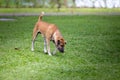 Homeless dog,Stray dog,Vagrant dog in Thailand,Stray dog look forward with sad eyes Royalty Free Stock Photo