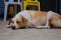 Homeless dog on the street. Sleeping dog on town streets. Sad tired pet on summer day.