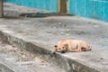 Homeless dog, Thai local dog.Puppy little street dog sleeping