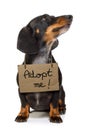 Homeless dog to adopt Royalty Free Stock Photo