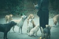 Homeless dog waiting for food from woman. Woman feeding the dog Royalty Free Stock Photo