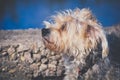 Dog is waiting to its new owner and new home Royalty Free Stock Photo