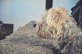 Dog is waiting to its new owner and new home Royalty Free Stock Photo