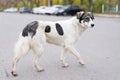 Homeless dog walks along the road Royalty Free Stock Photo