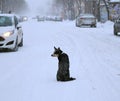 Homeless dog in the winter street