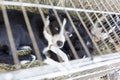 Homeless dogs in cages