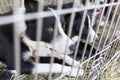 Homeless dogs in cages