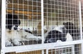 Homeless dogs in cages