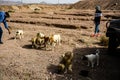 Homeless dogs in the desert