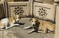 Homeless dogs in the temple,New Delhi,India