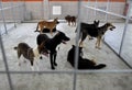 Homeless dogs shelter