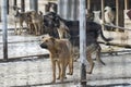 Homeless dogs in a shelter for stray animals Royalty Free Stock Photo