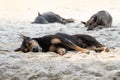 Homeless dogs are sleeping in the morning on sand beach sunny day Royalty Free Stock Photo