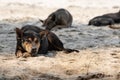 Homeless dogs are sleeping in the morning on the sand sunny day Royalty Free Stock Photo