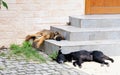 Homeless dogs sleeping Royalty Free Stock Photo