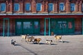 Homeless dogs. Small town. Russia.