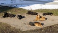 Homeless dogs in winter time heating on sanitaryware well. Stray Royalty Free Stock Photo