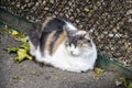 Homeless fluffy cat sleeps on ground near metal mesh fence. Defenseless tricolor cat