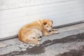 Homeless fluffy yellow dog with a sad look hungry lies waiting for help and food near the wall on the dirty asphalt. Waiting for Royalty Free Stock Photo