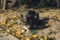 Homeless funny kitten looking intrested on yellow fall leaves Royalty Free Stock Photo