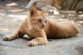 Homeless ginger cat lies on street. An abandoned animal on streets