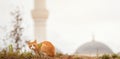 Homeless ginger cat standing on ground and looking at camera in front of blurry mosque dome and minaret in Istanbul Royalty Free Stock Photo