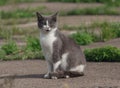 Homeless gray cat