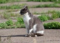 Homeless gray cat basking in the sun Royalty Free Stock Photo