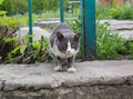 Homeless gray cat Royalty Free Stock Photo