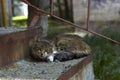 A homeless gray cat lies on the steps at the entrance to the entrance of the house. Fluffy pet resting Royalty Free Stock Photo