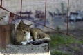 A homeless gray cat lies on the steps at the entrance to the entrance of the house. Fluffy pet resting Royalty Free Stock Photo