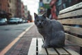 Homeless gray cat sits on bench, street scene Royalty Free Stock Photo