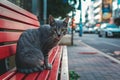 Homeless gray cat sits on bench, street scene