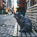 Homeless gray cat sits on bench, street scene Royalty Free Stock Photo