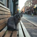 Homeless gray cat sits on bench, street scene Royalty Free Stock Photo