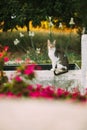 Homeless Gray Cat Sitting Outdoor In Street. Royalty Free Stock Photo